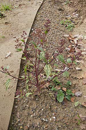 Chenopodium hybridum \ Bastard-Gnsefu, Stechapfelblttriger Gnsefu / Maple-Leaved Goosefoot, D Viernheim 1.11.2008