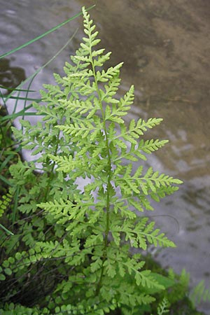 Cystopteris fragilis \ Zerbrechlicher Blasenfarn / Brittle Bladder Fern, D Hemsbach 18.5.2009