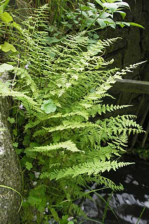 Cystopteris fragilis \ Zerbrechlicher Blasenfarn / Brittle Bladder Fern, D Hemsbach 18.5.2009