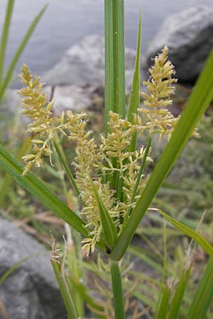 Cyperus esculentus \ Erdmandel-Gras / Chufa, Yellow Nut Sedge, D Mannheim 1.10.2009