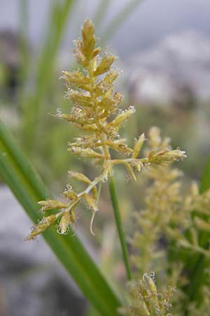 Cyperus esculentus \ Erdmandel-Gras / Chufa, Yellow Nut Sedge, D Mannheim 1.10.2009