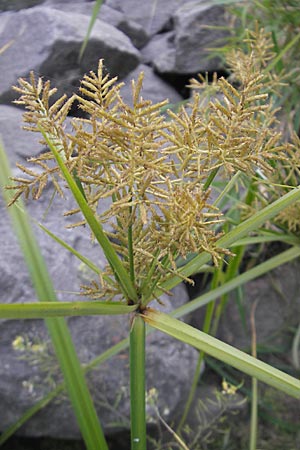 Cyperus esculentus \ Erdmandel-Gras / Chufa, Yellow Nut Sedge, D Mannheim 1.10.2009