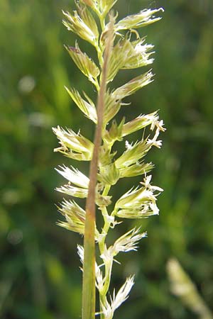 Cynosurus cristatus \ Wiesen-Kammgras, D Odenwald, Neckargemünd-Mückenloch 26.5.2011