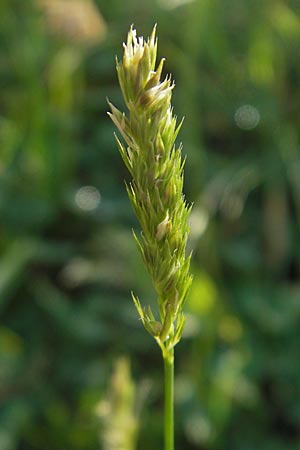 Cynosurus cristatus \ Wiesen-Kammgras / Crested Dogstail, D Odenwald, Neckargemünd-Mückenloch 26.5.2011