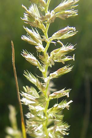 Cynosurus cristatus \ Wiesen-Kammgras / Crested Dogstail, D Odenwald, Neckargemünd-Mückenloch 26.5.2011