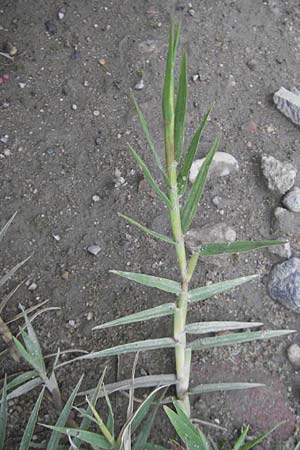 Cynodon dactylon / Bermuda Grass, Cocksfoot Grass, D Mannheim 22.7.2011