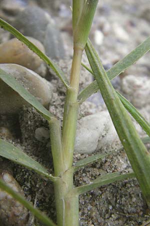 Cynodon dactylon \ Hundszahn-Gras / Bermuda Grass, Cocksfoot Grass, D Mannheim 22.7.2011