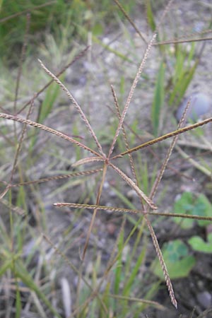 Cynodon dactylon \ Hundszahn-Gras / Bermuda Grass, Cocksfoot Grass, D Mannheim 22.7.2011