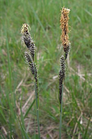 Carex flacca \ Blaugrne Segge / Blue Sedge, Carnation Grass, D Pfalz, Speyer 3.5.2013