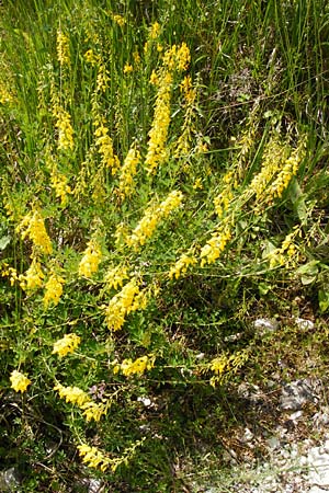 Cytisus nigricans \ Schwarzwerdender Geiklee / Black Broom, D Regensburg 12.6.2014