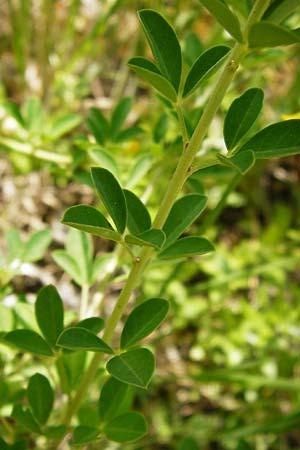 Cytisus nigricans \ Schwarzwerdender Geiklee / Black Broom, D Regensburg 12.6.2014