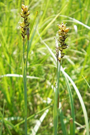 Carex panicea \ Hirse-Segge / Carnation Sedge, D Pfalz, Speyer 29.5.2012