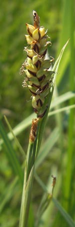 Carex panicea \ Hirse-Segge / Carnation Sedge, D Pfalz, Speyer 29.5.2012