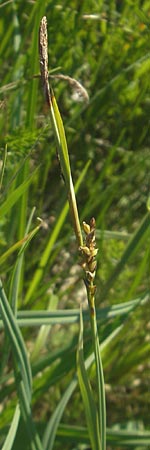 Carex panicea \ Hirse-Segge, D Pfalz, Speyer 29.5.2012