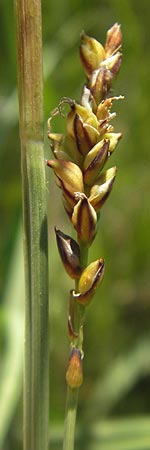 Carex panicea \ Hirse-Segge, D Pfalz, Speyer 29.5.2012