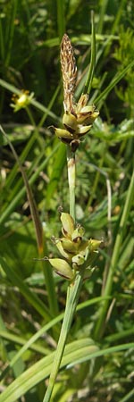 Carex panicea \ Hirse-Segge / Carnation Sedge, D Pfalz, Speyer 29.5.2012