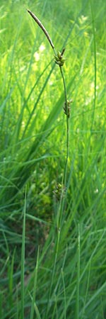 Carex panicea \ Hirse-Segge / Carnation Sedge, D Pfalz, Speyer 29.5.2012
