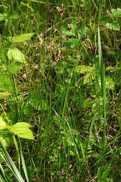 Carex praecox \ Frhe Segge / Vernal Sedge, D Mannheim 30.4.2014