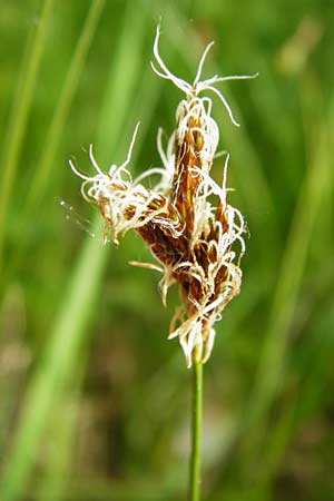 Carex praecox \ Frhe Segge / Vernal Sedge, D Mannheim 30.4.2014