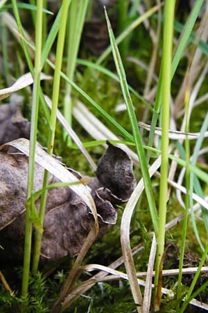 Carex praecox \ Frhe Segge / Vernal Sedge, D Mannheim 30.4.2014