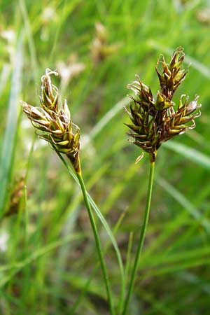 Carex praecox \ Frhe Segge / Vernal Sedge, D Mannheim 30.4.2014