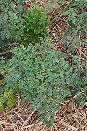 Conium maculatum \ Gefleckter Schierling, Flecken-Schierling / Hemlock, D Wiesloch 11.9.2012