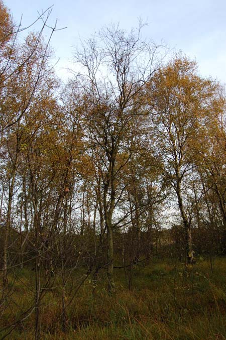 Betula pubescens \ Moor-Birke, Flaum-Birke, D Schleswig-Holstein, Todenbüttel 9.10.2009 (Photo: Clas Lehmann)