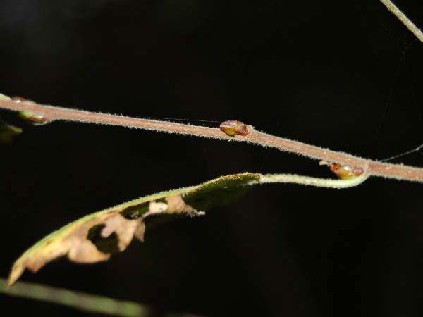 Betula pubescens / Downy Birch, D Schleswig-Holstein, Todenbüttel 9.10.2009 (Photo: Clas Lehmann)