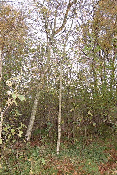 Betula pubescens / Downy Birch, D Schleswig-Holstein, Todenbüttel 9.10.2009 (Photo: Clas Lehmann)