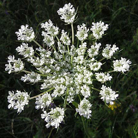 Daucus carota subsp. carota / Wild Carrot, Queen Anne's Lace, D Pforzheim 15.7.2006