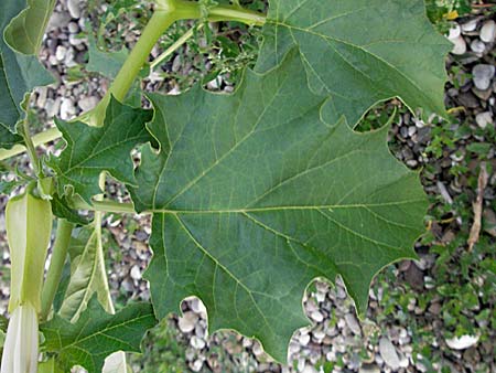 Datura stramonium / Thorn Apple, D Mannheim 21.8.2006