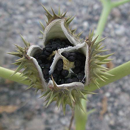 Datura stramonium \ Gewhnlicher Stechapfel, D Mannheim 22.9.2006