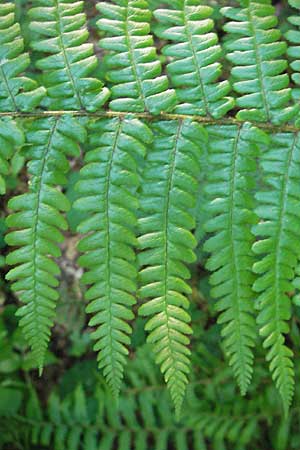 Dryopteris borreri \ Borrers Wurmfarn / Borrer's Buckler Fern, D Odenwald, Heiligkreuzsteinach 18.5.2009