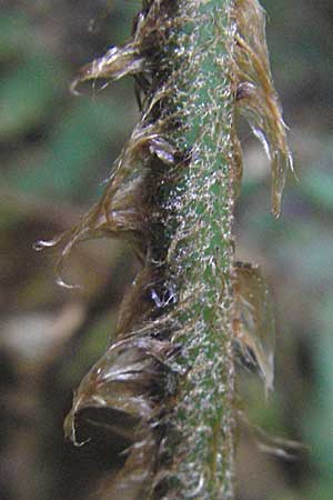 Dryopteris borreri \ Borrers Wurmfarn / Borrer's Buckler Fern, D Odenwald, Heiligkreuzsteinach 18.5.2009