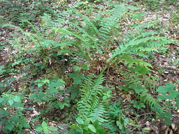 Dryopteris borreri \ Borrers Wurmfarn / Borrer's Buckler Fern, D Odenwald, Heiligkreuzsteinach 18.5.2009