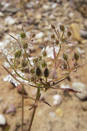 Daucus carota subsp. carota \ Wilde Mhre, D Karlsruhe 13.6.2009