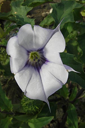 Datura stramonium var. tatula \ Blauer Stechapfel / Purple Thorn Apple, D Mannheim 6.9.2009