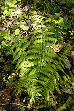 Dryopteris affinis s.l. \ Goldschuppen-Farn, Schuppiger Wurmfarn / Scaly Male Fern, D Günzburg 8.5.2010