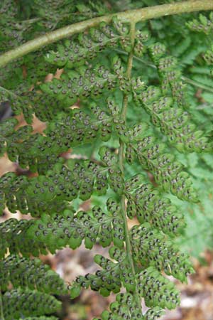 Dryopteris dilatata \ Breitblttriger Dornfarn, Groer Dornfarn / Broad Buckler Fern, D Odenwald, Langenthal 1.6.2011