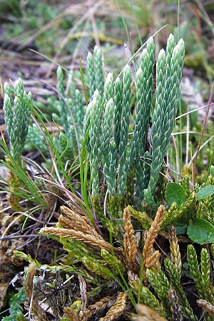 Diphasiastrum alpinum \ Alpen-Flach-Brlapp / Alpine Clubmoss, D Schwarzwald/Black-Forest, Enzklösterle 28.7.2012