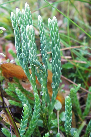 Diphasiastrum alpinum \ Alpen-Flach-Brlapp / Alpine Clubmoss, D Schwarzwald/Black-Forest, Enzklösterle 28.7.2012