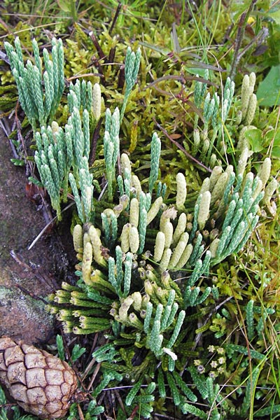 Diphasiastrum alpinum \ Alpen-Flach-Brlapp / Alpine Clubmoss, D Schwarzwald/Black-Forest, Enzklösterle 28.7.2012