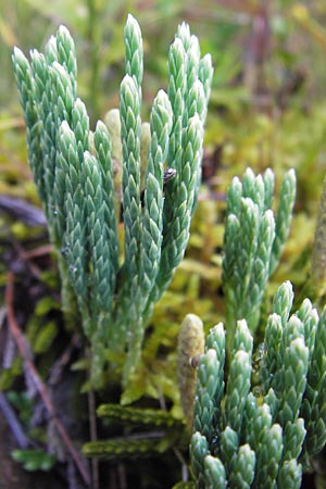 Diphasiastrum alpinum \ Alpen-Flach-Brlapp / Alpine Clubmoss, D Schwarzwald/Black-Forest, Enzklösterle 28.7.2012