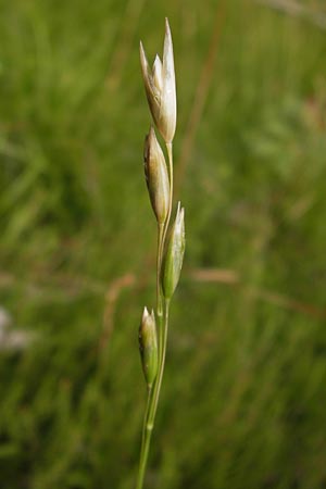 Danthonia decumbens \ Tuschender Dreizahn / Common Heath Grass, D Heidelberg 24.7.2013