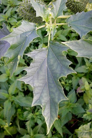 Datura stramonium \ Gewhnlicher Stechapfel, D Mannheim 27.9.2013