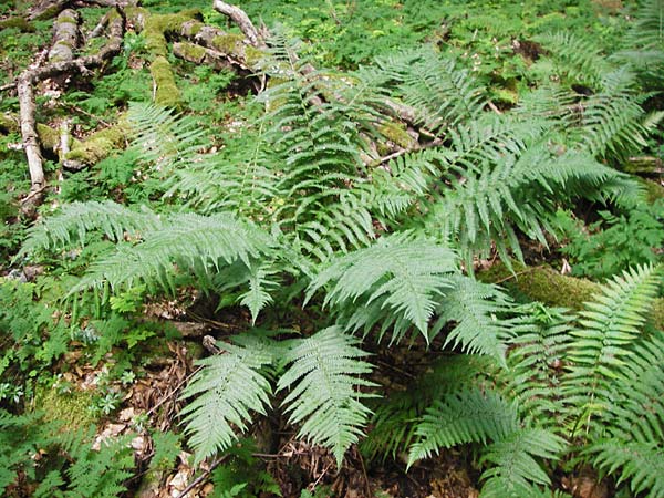 Dryopteris affinis / Scaly Male Fern, D Odenwald, Fischbachtal-Steinau 25.6.2014