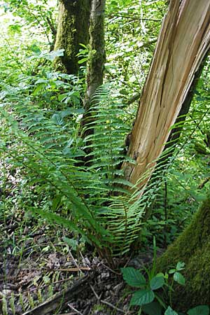 Dryopteris borreri \ Borrers Wurmfarn / Borrer's Buckler Fern, D Odenwald, Langenthal 18.5.2009