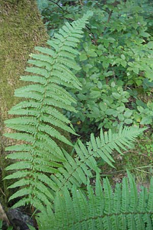 Dryopteris borreri \ Borrers Wurmfarn / Borrer's Buckler Fern, D Odenwald, Langenthal 28.8.2009