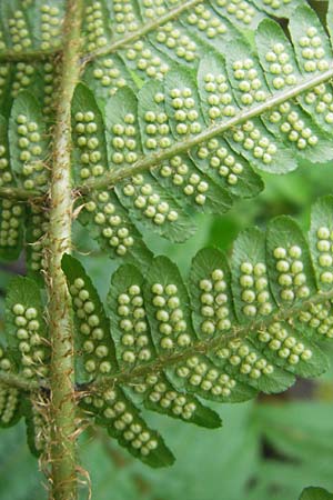 Dryopteris borreri \ Borrers Wurmfarn / Borrer's Buckler Fern, D Odenwald, Langenthal 1.6.2011