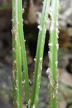 Dryopteris carthusiana / Narrow Buckler Fern, D Odenwald, Langenthal 18.5.2009